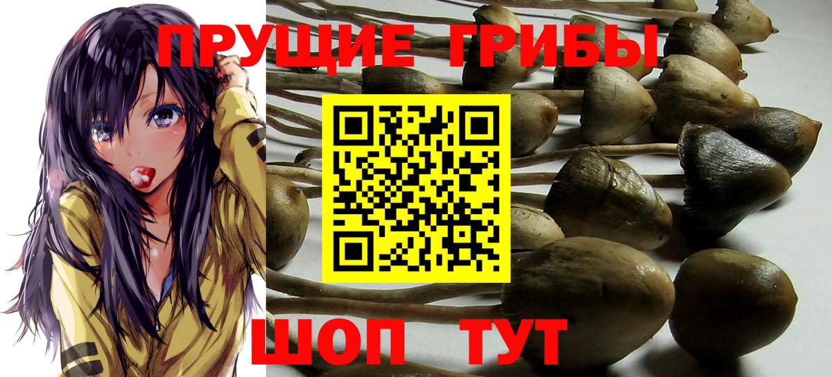Псилоцибиновые грибы Cubensis Находка